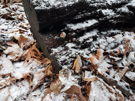 Nature Preserve «Illahee Preserve», reviews and photos, 3200 NE Riddell Rd, Bremerton, WA 98310, USA