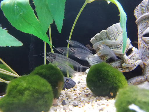 Pet Store «Aquarium», reviews and photos, 6410 Papermill Pl Way, Knoxville, TN 37919, USA