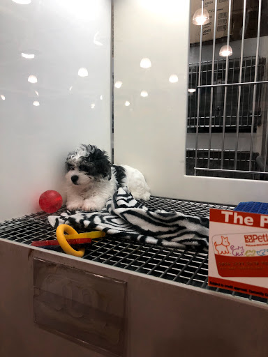 Pet Supply Store «Petland», reviews and photos, 744 E Boughton Rd, Bolingbrook, IL 60440, USA