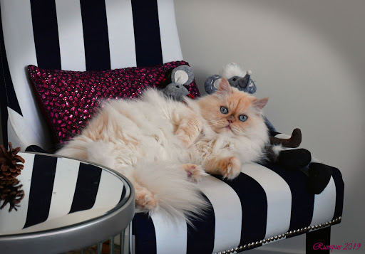 Poshpaws Luxury Cat Resort