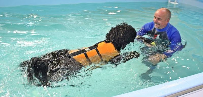 Highwood Canine Hydrotherapy - Veterinarian