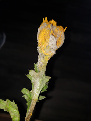 Gift Shop «Edible Arrangements», reviews and photos, 3600 E Landis Ave #9, Vineland, NJ 08361, USA