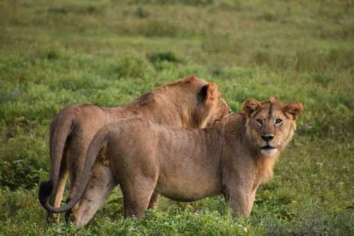 ROAR AFRICA - Luxury African Safaris image 6