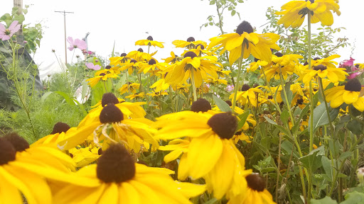 Produce Market «Berry Patch Farms», reviews and photos, 13785 Potomac St, Brighton, CO 80601, USA