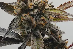 Heisenberg Cannabis image