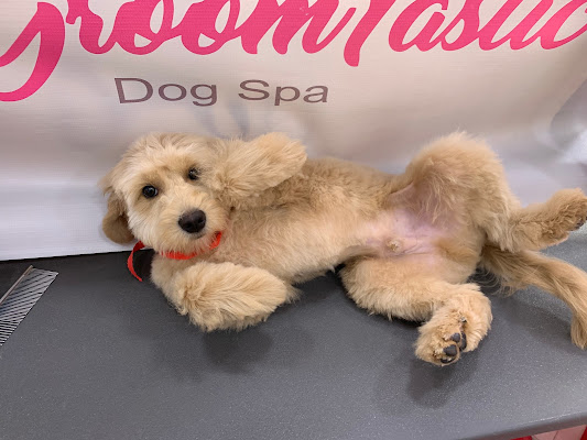 Groomtastic Dog Spa
