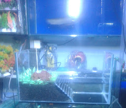 Palm Aquarium Dasana photo