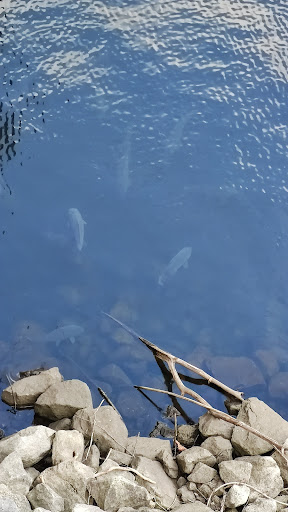 Fishing Area «Kinzua Dam», reviews and photos