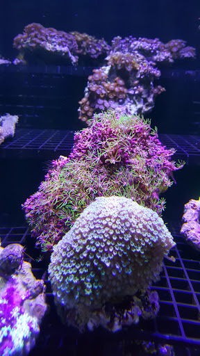 Aquarium Shop «Exotic Aquariums», reviews and photos, 7399 Bird Rd, Miami, FL 33155, USA