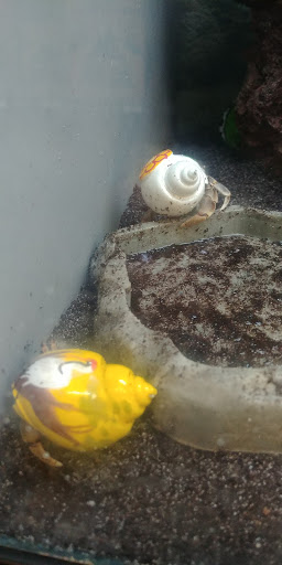 Pet Supply Store «Petco Animal Supplies», reviews and photos, 545 W Prien Lake Rd, Lake Charles, LA 70601, USA