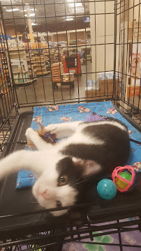 PetSmart - Photo 5 - Car repair in Fayetteville, GA, South Fulton