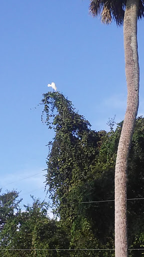 Campground «Seven Springs Travel Park», reviews and photos, 8039 Old Co Rd 54, New Port Richey, FL 34653, USA