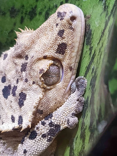 Pet Store «Bluewater Zoo Exotic Aquariums & Reptiles», reviews and photos, 159 Miracle Strip Pkwy SE, Fort Walton Beach, FL 32548, USA