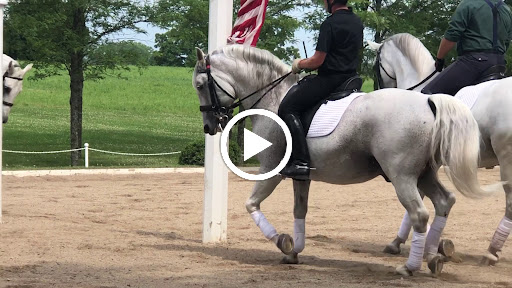 Tourist Attraction «The Tempel Lipizzans», reviews and photos, 17000 W Wadsworth Rd, Old Mill Creek, IL 60083, USA