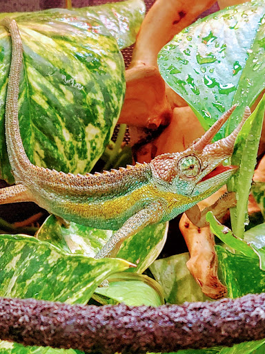 Pet Store «Bluewater Zoo Exotic Aquariums & Reptiles», reviews and photos, 159 Miracle Strip Pkwy SE, Fort Walton Beach, FL 32548, USA