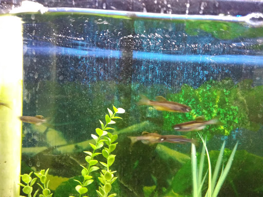 Pet Store «Aquatic Pets», reviews and photos, 414 Division St S, Northfield, MN 55057, USA