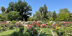 McKinley Rose Garden