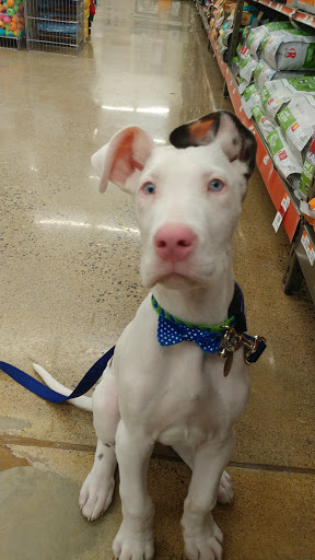 Pet Supply Store «Pet Supplies Plus», reviews and photos, 345 Willow Bend, Crystal, MN 55428, USA