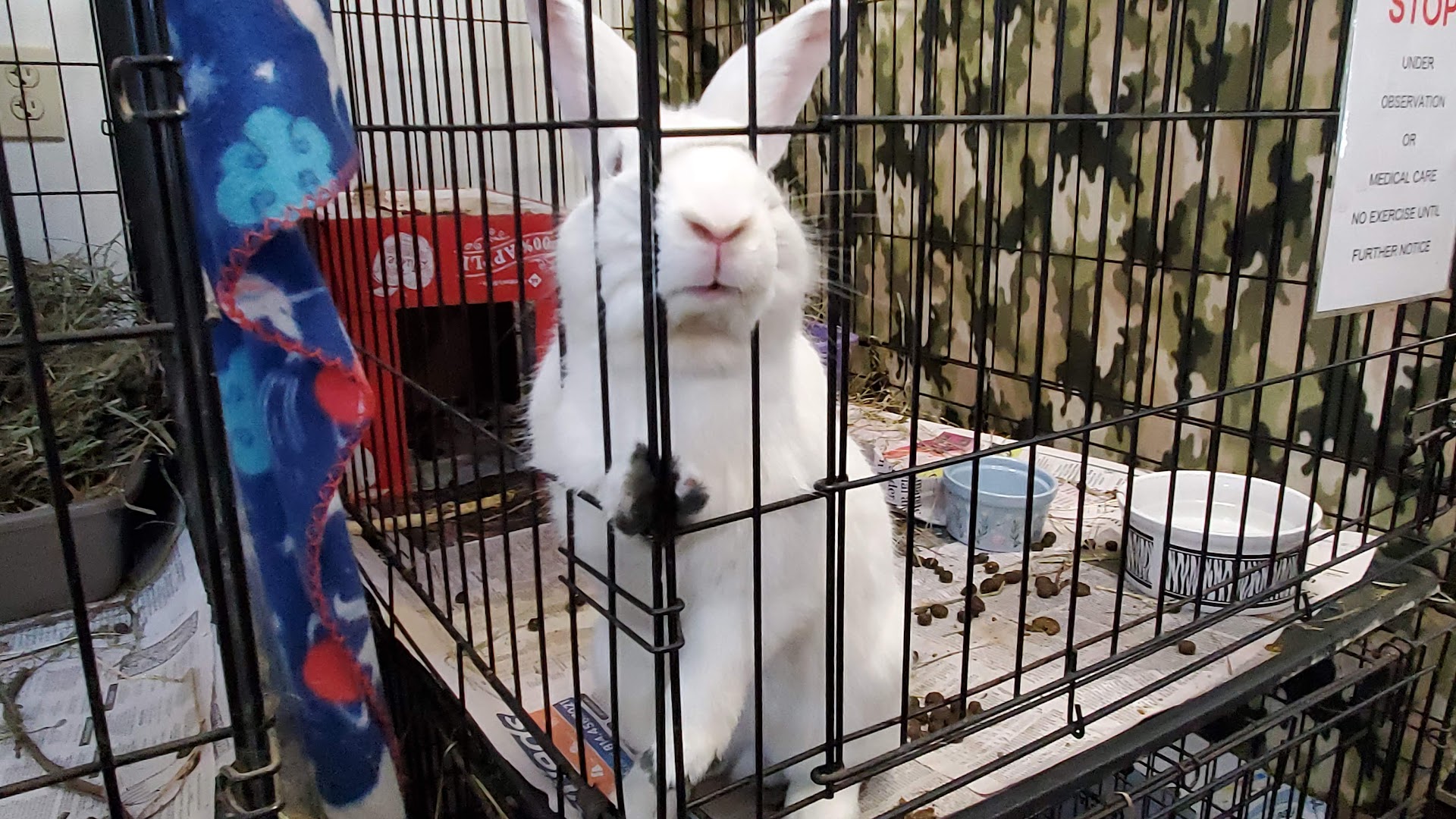Erie Area Rabbit Society & Rescue