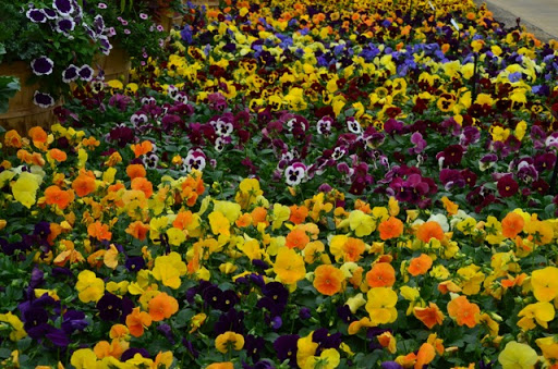 Florist «Guaranteed Plants & Florist», reviews and photos, 504 Locust Point Rd, Rumson, NJ 07760, USA