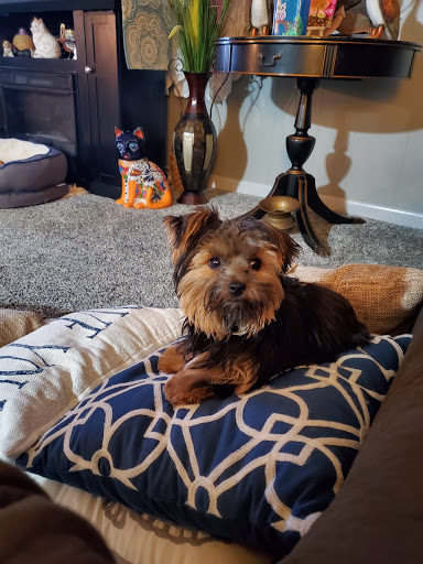 Pet Store «Just Pets», reviews and photos, 393 NY-5, Irving, NY 14081, USA