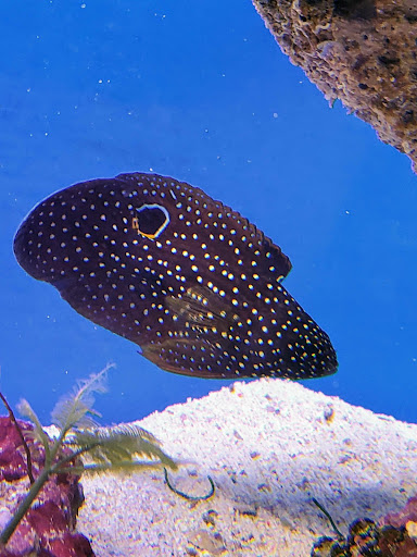 Pet Store «Bluewater Zoo Exotic Aquariums & Reptiles», reviews and photos, 159 Miracle Strip Pkwy SE, Fort Walton Beach, FL 32548, USA