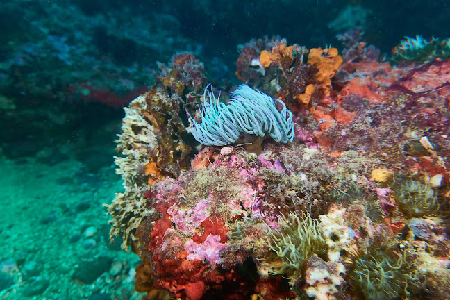 Avaliações doEasydivers Dive Centre - Escola de Mergulho em Albufeira - Agência de viagens