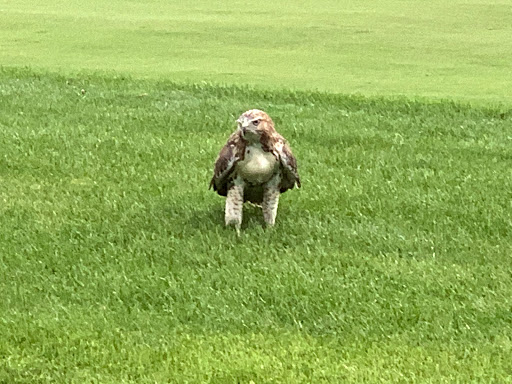 Private Golf Course «Minikahda Club», reviews and photos, 3205 Excelsior Blvd, Minneapolis, MN 55416, USA