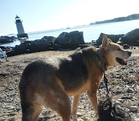 Tina's TLC Pet Sitting Service - Photo 4 - Car repair in Salem, MA, Cambridge