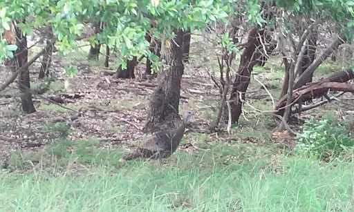 National Park «Canyon Lake Camp Park», reviews and photos, Canyon Park Rd, Canyon Lake, TX 78133, USA