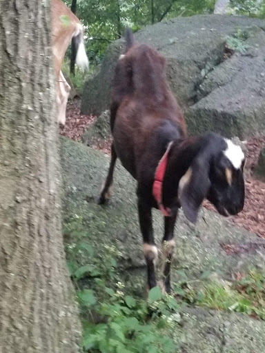 Park «Dorchester Park», reviews and photos, 2180 Dorchester Ave, Dorchester, MA 02124, USA