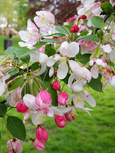 Park «Matthiessen Park», reviews and photos, 1 Bridge St, Irvington, NY 10533, USA