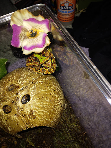 Pet Supply Store «Petco Animal Supplies», reviews and photos, 1945 W Palmetto St #250, Florence, SC 29501, USA