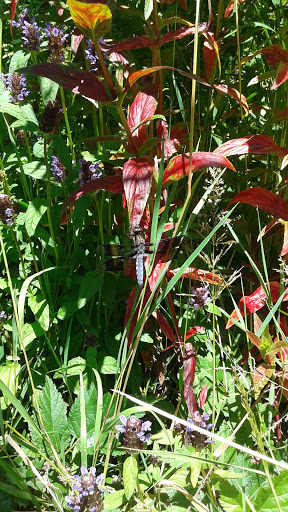 Park «A.M. Kennedy Park», reviews and photos, 10200 SW Kennedy St, Beaverton, OR 97005, USA