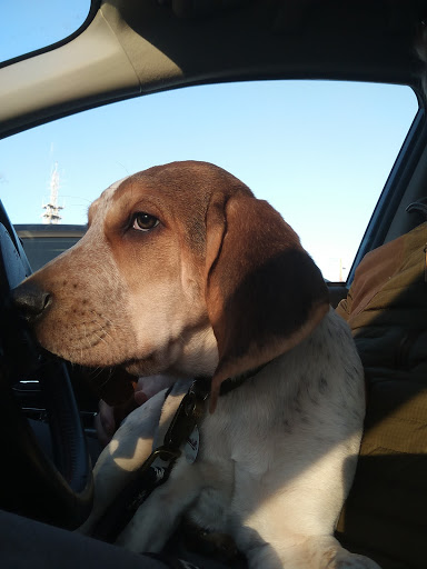 Pet Supply Store «Unleashed by Petco», reviews and photos, 5400 Lee Hwy a, Arlington, VA 22207, USA