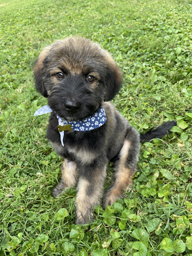 Pet Supply Store «All About Dogs & Cats LLC», reviews and photos, 1429 S Glenstone Ave, Springfield, MO 65804, USA