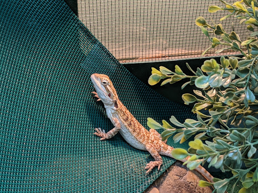 Pet Supply Store «Pet Supplies Plus», reviews and photos, 911 N Cable Rd a, Lima, OH 45805, USA