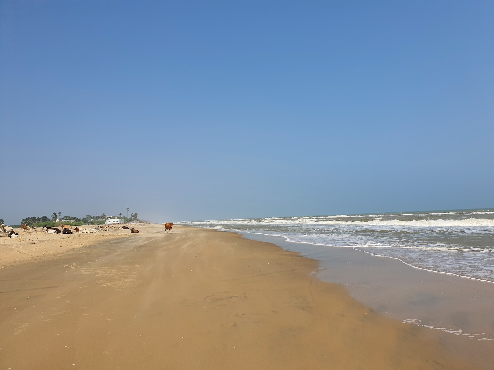Foto von Beach Pines mit feiner beiger sand Oberfläche