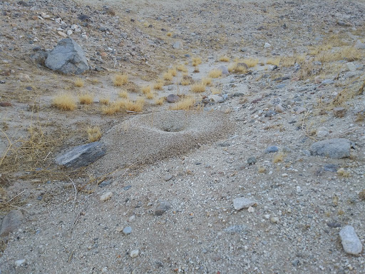Ocotillo Wells State Vehicular Recreation Area image