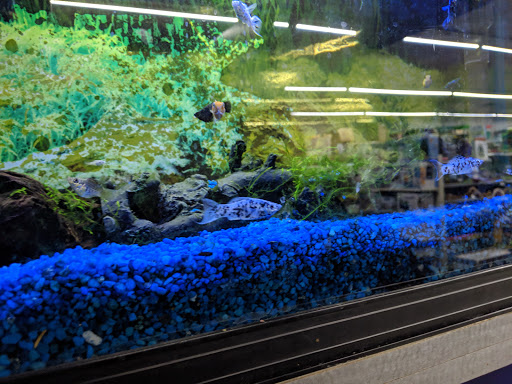 Tropical Fish Store «Something Fishy», reviews and photos, 954 S Wayne Rd, Westland, MI 48186, USA