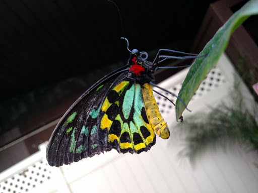 Garden «The Butterfly Place», reviews and photos, 120 Tyngsboro Rd, Westford, MA 01886, USA