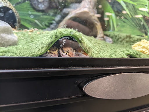 Pet Supply Store «PetSmart», reviews and photos, 700 Gallery Blvd b, Scarborough, ME 04074, USA