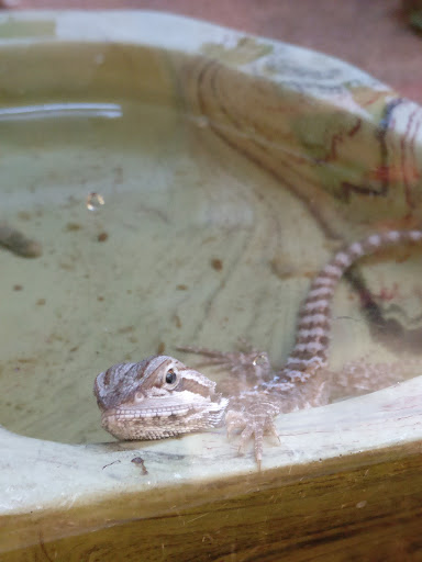 Pet Supply Store «Petco Animal Supplies», reviews and photos, 2131 Pleasant Hill Rd, Duluth, GA 30096, USA