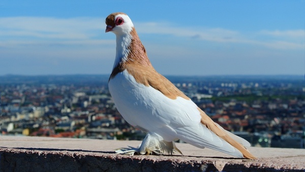 Kayf Pigeon ,Birds Shop