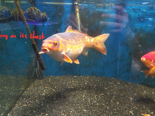Fish Store «Aquatek Tropical Fish», reviews and photos, 8023 Burnet Rd # 1, Austin, TX 78757, USA