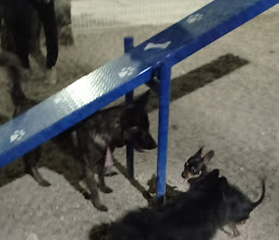 Parque Para Perros Gratuito Free Park For Dogs photo