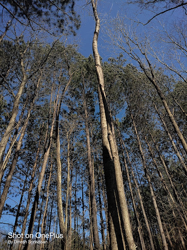 Nature Preserve «Clyde Shepherd Nature Preserve», reviews and photos, 2580 Pine Bluff Dr, Decatur, GA 30033, USA