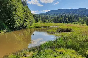 Jeziorka Bobrowe - platforma widokowa image