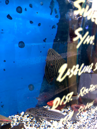 Aquarium Shop «Oranda aquarium», reviews and photos, 302 N La Brea Ave, Los Angeles, CA 90036, USA