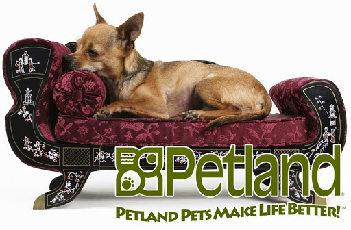 Pet Store «Petland Village of East Side», reviews and photos, 6401 Penn Ave, Pittsburgh, PA 15206, USA